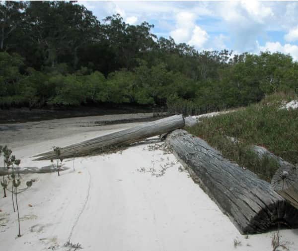 Urang Creek, Fraser Island, looking downstream at low tide