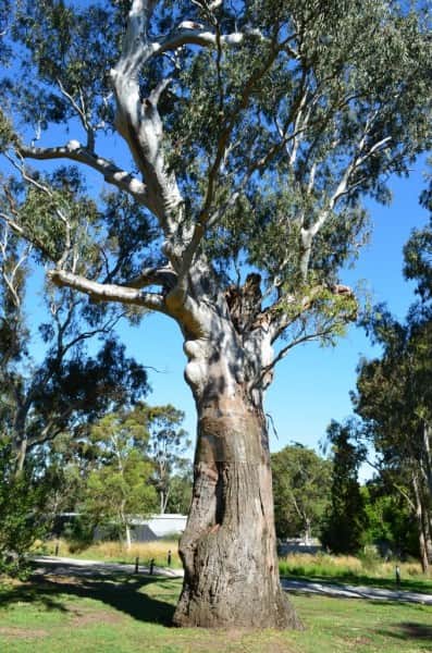 The canoe tree Yingabeal, Heide Museum of Modern Art, Melbourne, photo by Chris Blampied