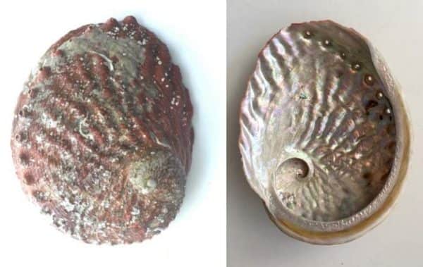 Abalone shell