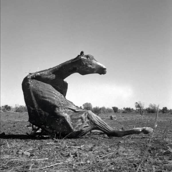 Sidney Nolan, "Carcass", 1952